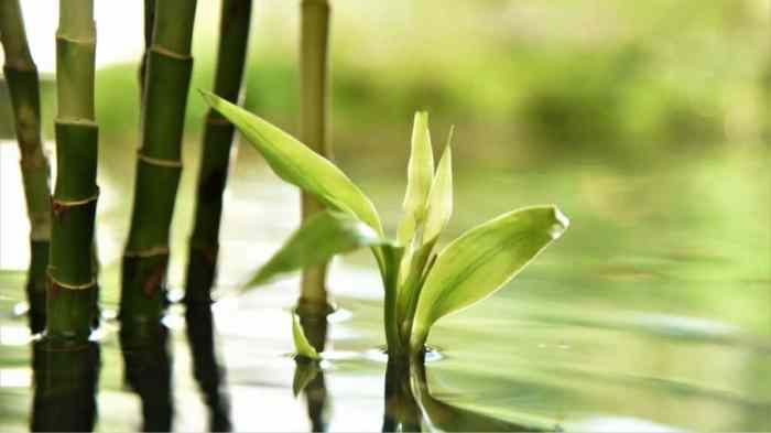 How many times to water bamboo plant