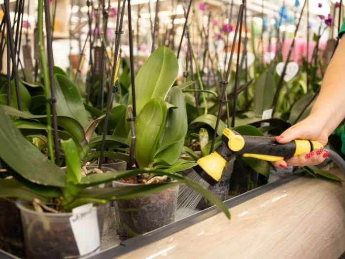 How much to water orchid plant