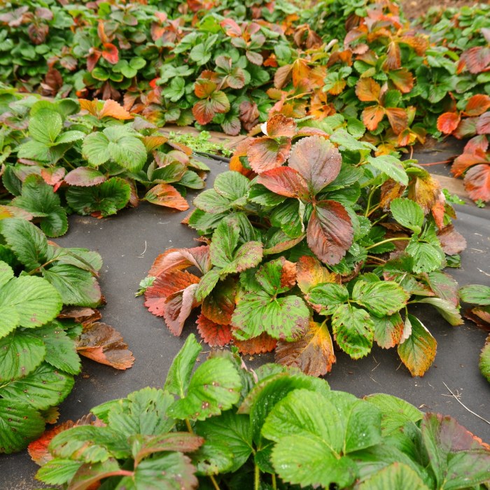 How much should you water strawberry plants