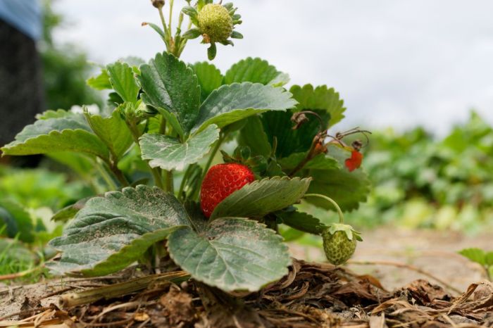 How much do you water a strawberry plant