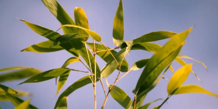 How much should i water my bamboo plant