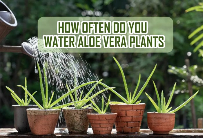 How much water aloe plants need