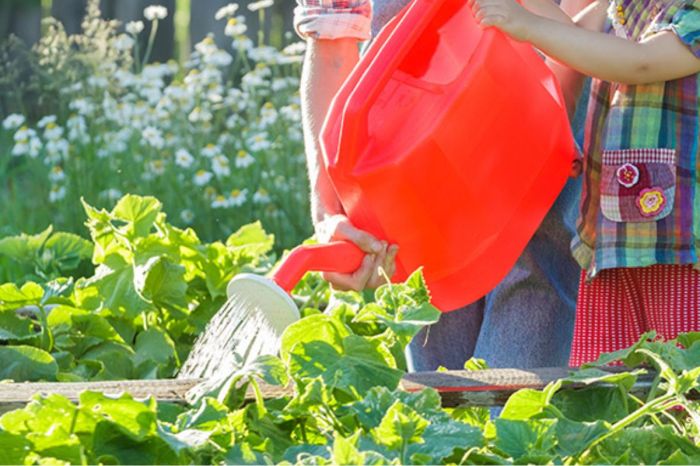 How much should you water a cucumber plant