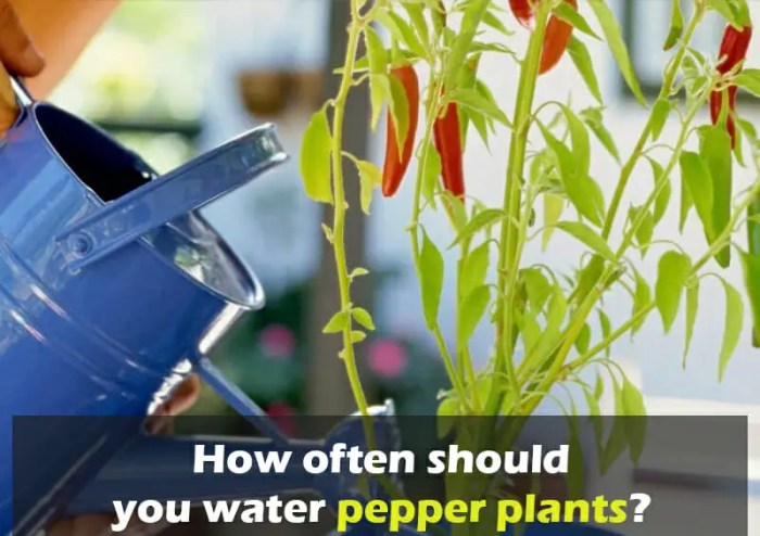 How much should i water plants