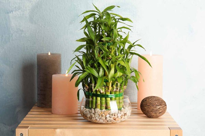 How much do you water bamboo plants