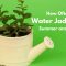 How Much Do You Water a Jade Plant?