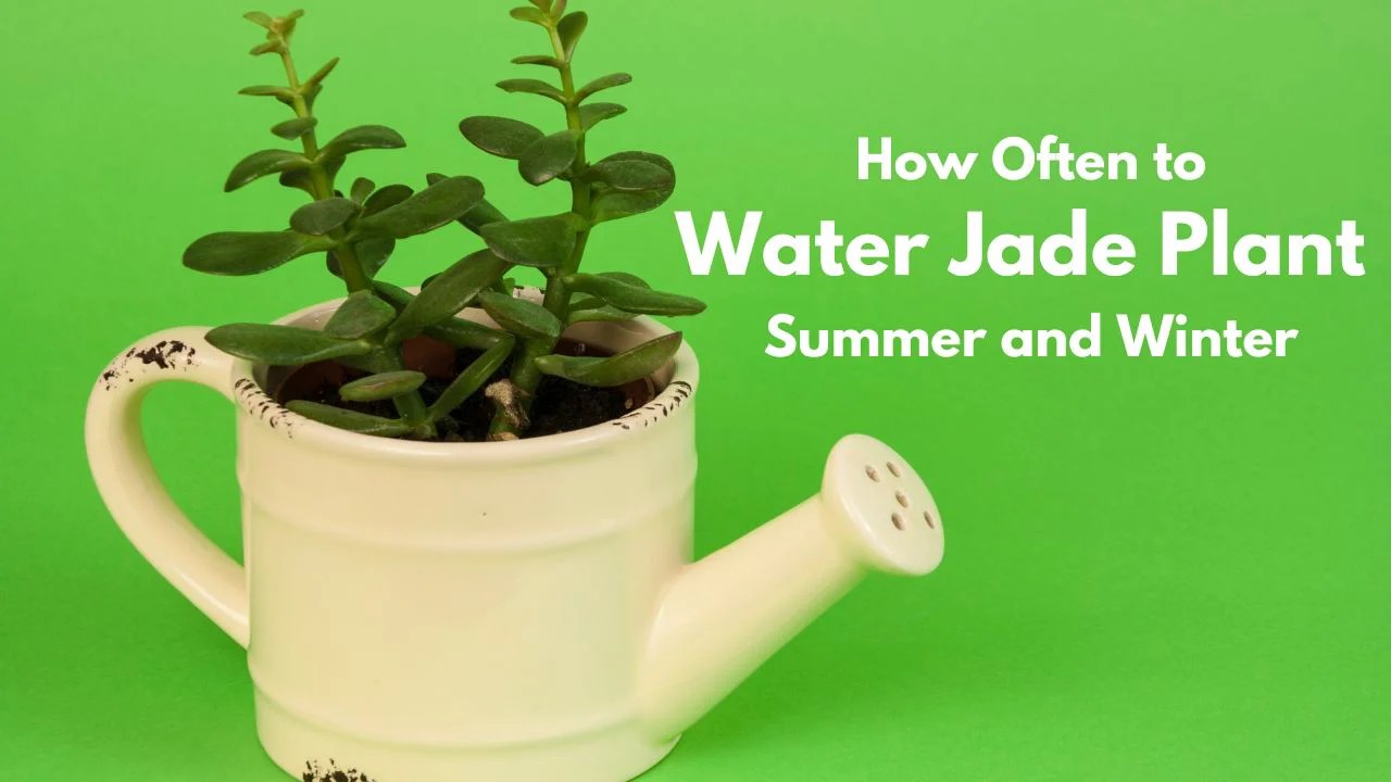 How much do you water a jade plant