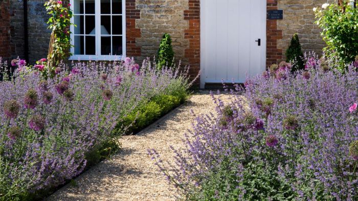 How much do you water a lavender plant