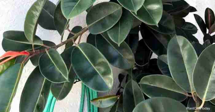 How many times to water rubber plant