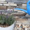 How Much Do You Water a Lavender Plant?