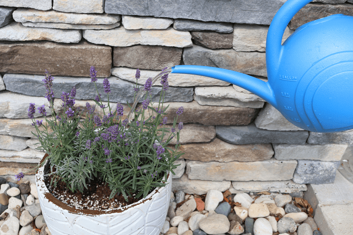 How much do you water a lavender plant