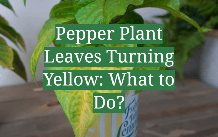 How much do you water pepper plants