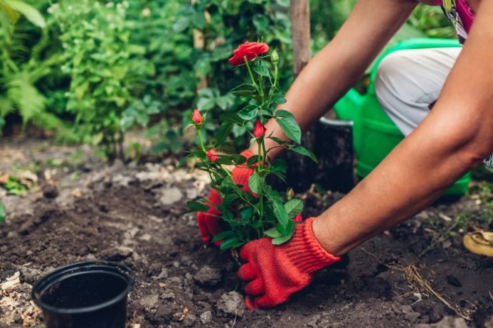 How many times to water rose plant