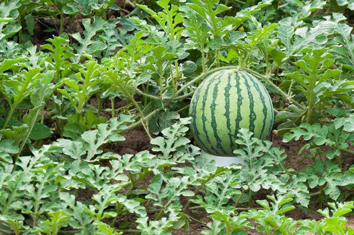 How much do you water a watermelon plant