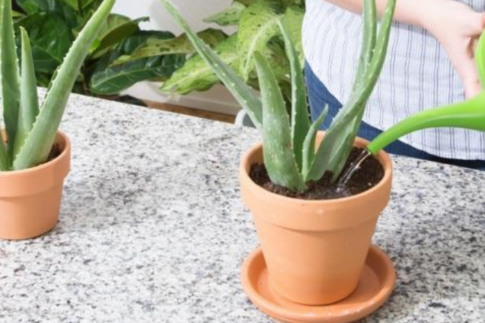 How many times to water aloe vera plant