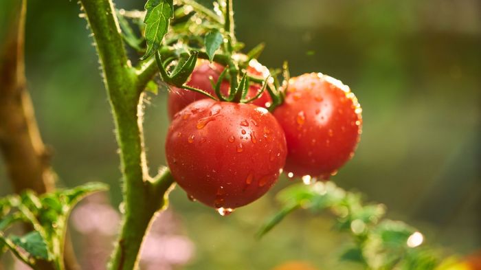 How much should you water your tomato plants