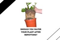 How much to water plants after repotting