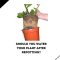 How Much to Water Plants After Repotting