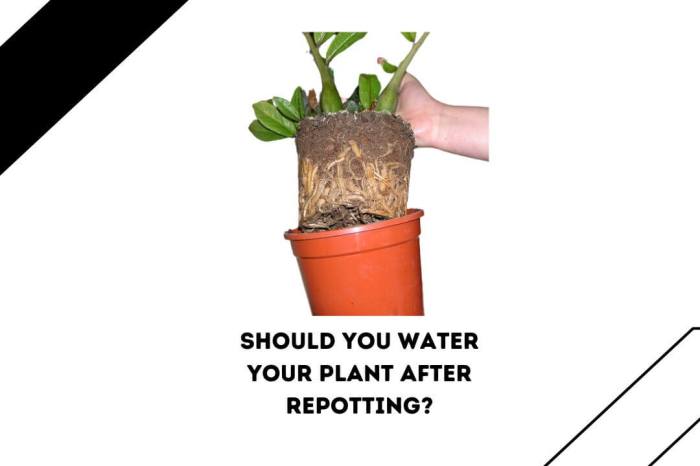 How much to water plants after repotting