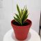 How Much to Water Snake Plant After Repotting