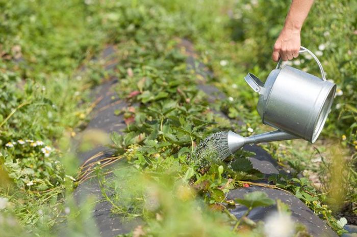 How much do i water strawberry plants