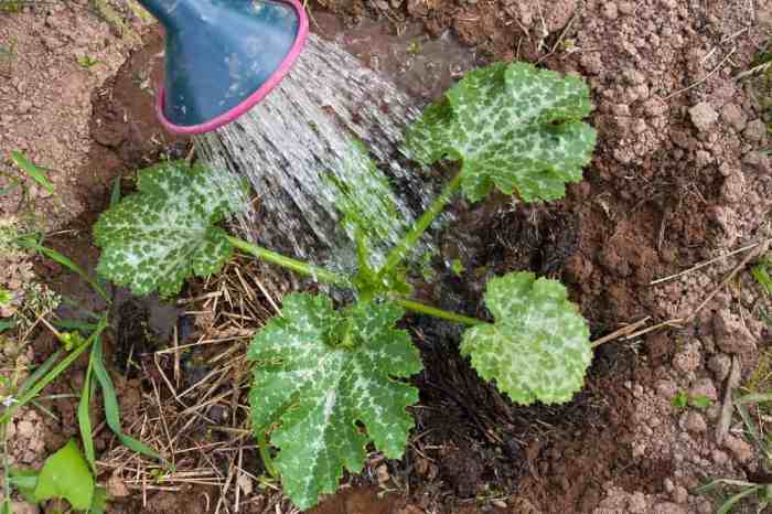 How much to water squash plants