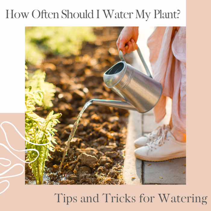 How many times should water plants