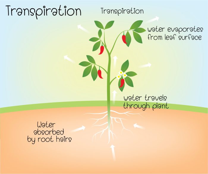 How much water a plant need per day