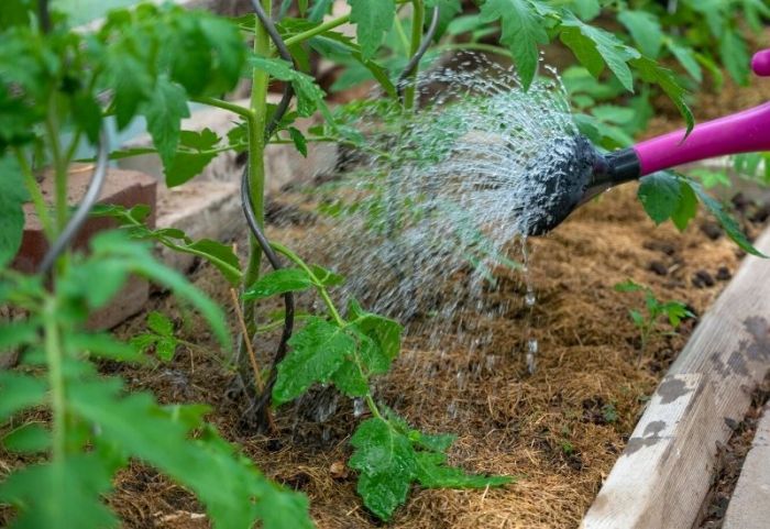 How many times to water tomato plant