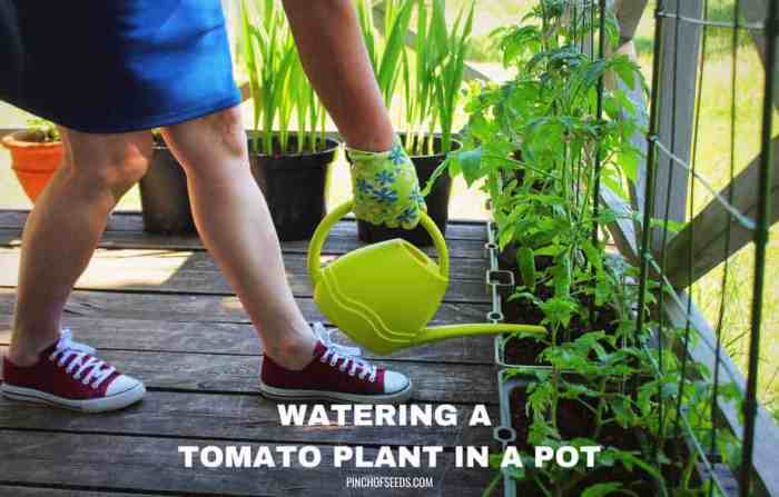 How much should i water a tomato plant