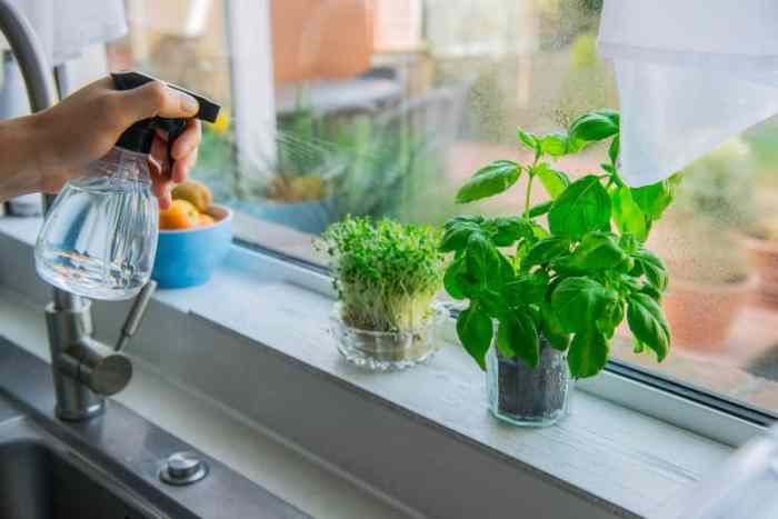 How much to water indoor basil plant