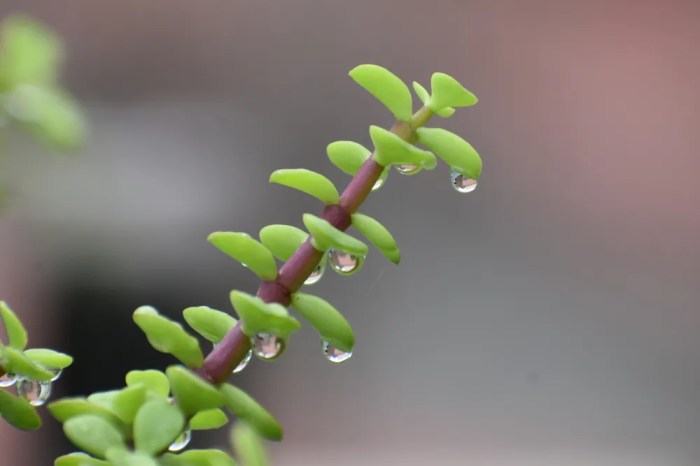 How much to water jade plant