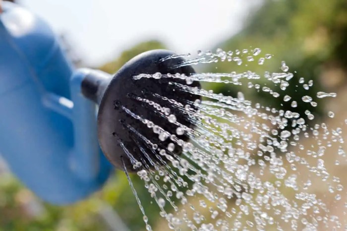 How much do you water a yucca plant