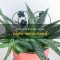 How Much Water Do Aloe Plants Need?