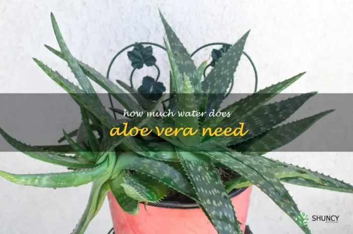 How much water aloe plants need