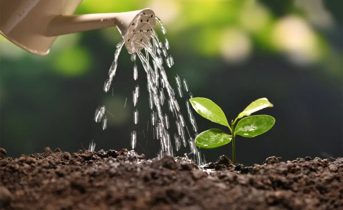 How much do you water seeds after planting