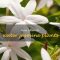 How Much to Water Jasmine Plant