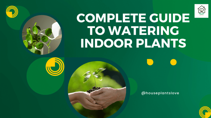 How much should you water indoor plants