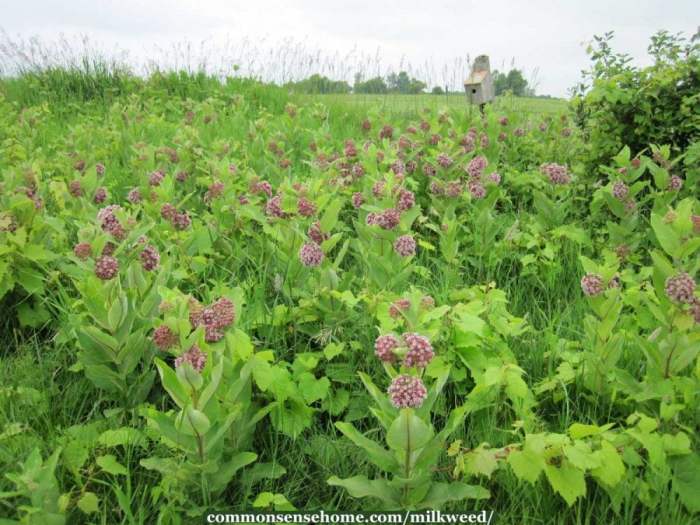 Milkweed care plants