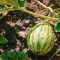 How Much Do You Water a Watermelon Plant?