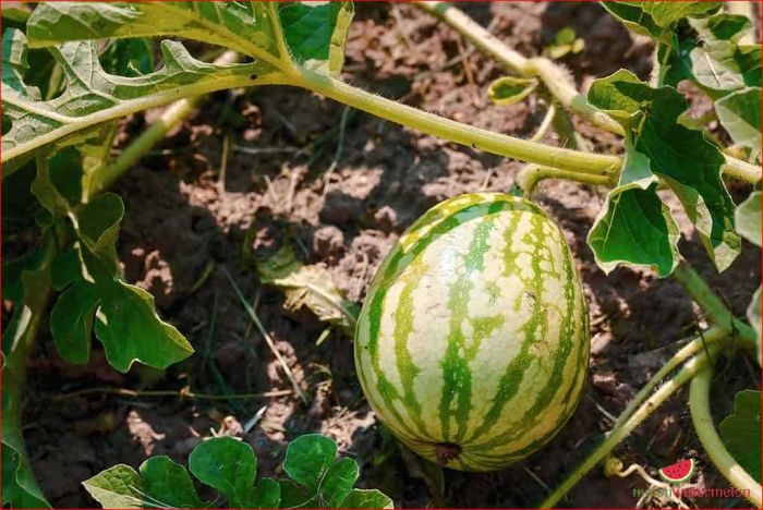 How much do you water a watermelon plant