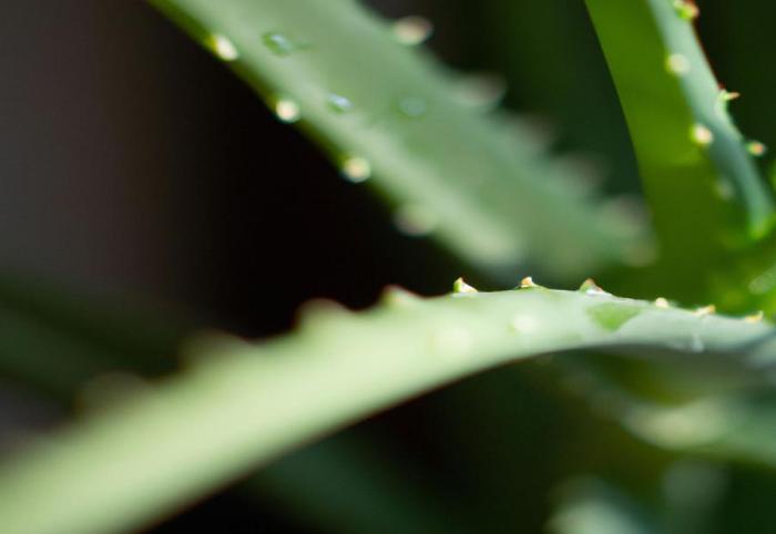 How much should you water aloe vera plants