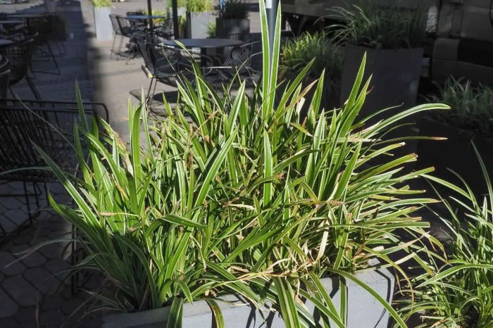 How much should you water a spider plant