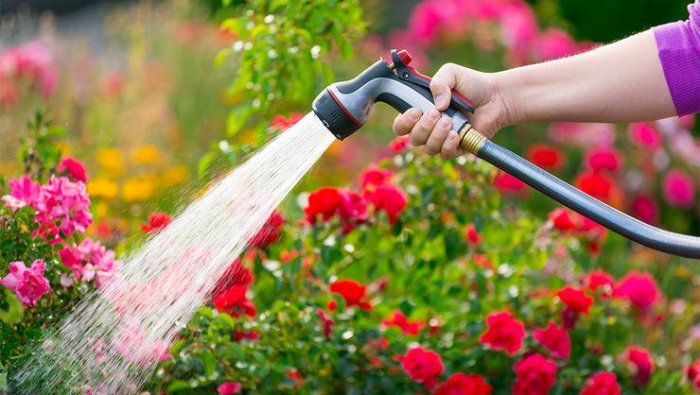 How much to water your plants