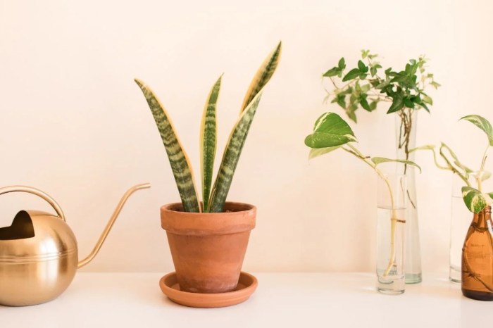 How much should you water a snake plant