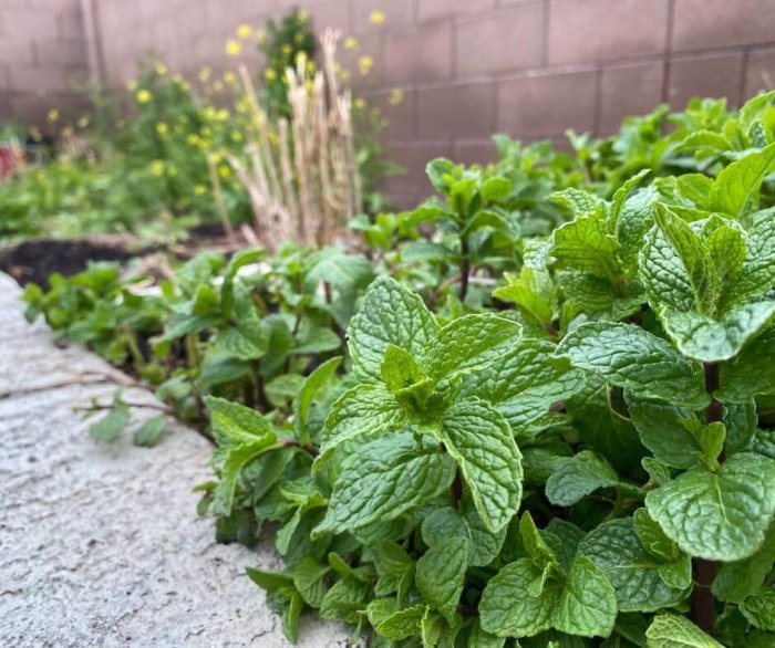 How many times to water mint plant