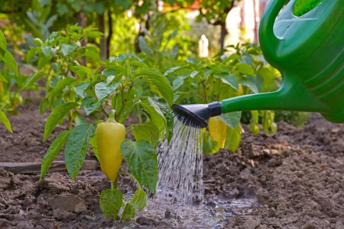 Vrta peppers correctement ispravno zalijevanje correttamente innaffiare arroser giardino watering kellogggarden