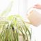 How Much Should You Water a Spider Plant?