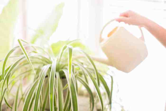 How much should you water a spider plant