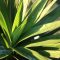 How Much Should You Water a Yucca Plant?